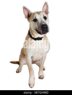 Il mix Shar Pei con la pelliccia corta cremosa si stende su uno sfondo da studio, si alza le orecchie e gli occhi morbidi, indossando un colletto nero e mostrando le inconfondibili rughe sulla fronte Foto Stock