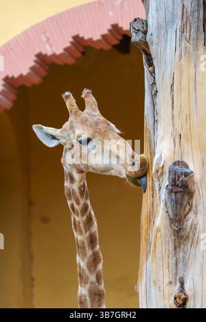Primo piano di una giraffa che usa la sua lunga lingua per leccare un palo di legno, mostrando le sue caratteristiche e il suo comportamento unici, lo zoo di Lisbona, Portogallo Foto Stock