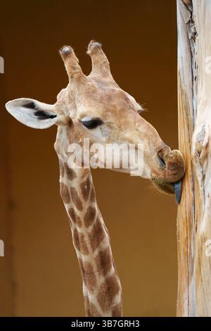 Primo piano di una giraffa che usa la sua lunga lingua per leccare un palo di legno, mostrando le sue caratteristiche e il suo comportamento unici, lo zoo di Lisbona, Portogallo Foto Stock