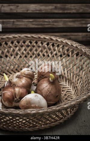 Piantine di fiori in un cestello di paglia Foto Stock