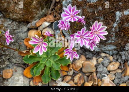 Lewisia cotyledon (Siskiyou Lewisia) pianta in fiore con rosetta di foglie verdi durante maggio, piante da giardino roccioso, Inghilterra, Regno Unito Foto Stock