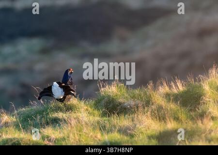 Maschio Gallo nero (Lyrurus tetrix) sulla brughiera in una serata primaverile, Perthshire, Scozia. Foto Stock