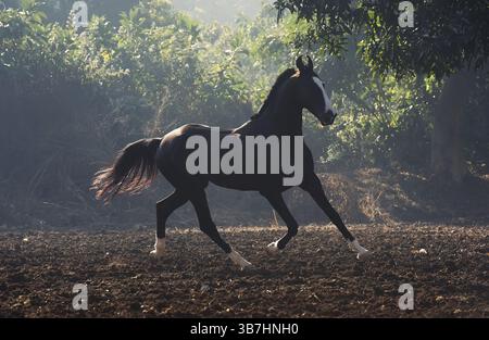 Esecuzione dello stallone nero marwari in libertà. India Foto Stock