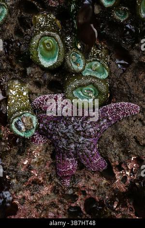 Anemoni marini e stelle marine aggrappate a una roccia con la bassa marea sulla Face Rock Beach a Bandon, Oregon. Foto Stock