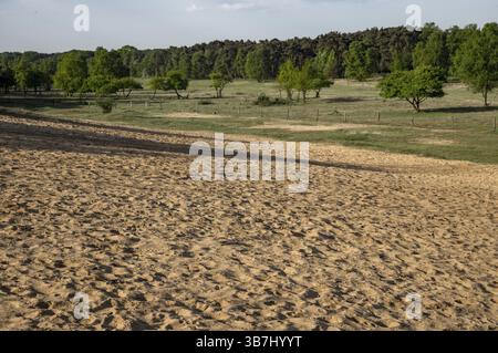 Impronte che coprono terreno sabbioso e incontrano erba verde e alberi nella riserva naturale Foto Stock