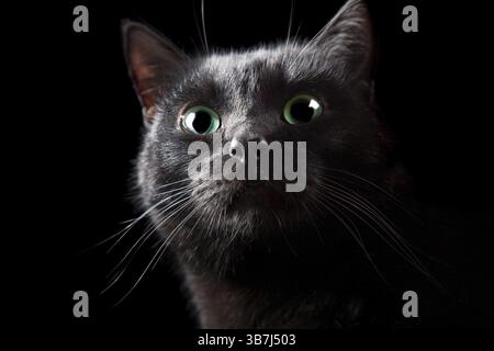 Gatto nero isolato su sfondo nero Foto Stock