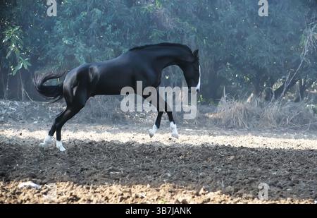 Esecuzione dello stallone nero marwari in libertà Foto Stock