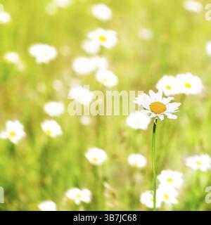 Bella camomilla bianca nel campo estivo Foto Stock