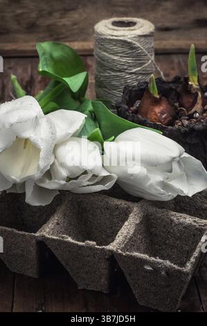 Bulbi germogliati su sfondo bianco tulipani appena tagliati Foto Stock