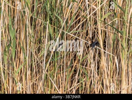 Swallow fienile (Hirundo rustica) presso il lago Köyceğiz, Turkiye Foto Stock