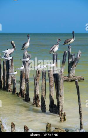 Pellicani e uccelli marini marroni riposano su vecchi pali di legno al largo di Holbox Island, Messico Foto Stock
