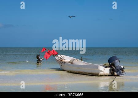 Una piccola barca con bandiere rosse galleggia appena al largo, mentre i pellicani girano intorno e si tuffano nelle acque dell'isola Holbox. Foto Stock