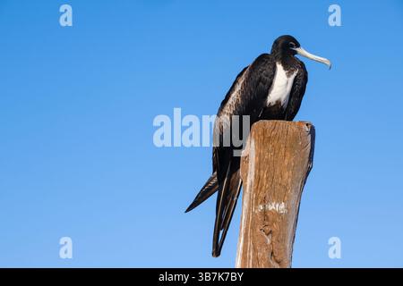Un magnifico fregata magnificens si trova in cima a un palo di legno illuminato dal sole a Holbox, in Messico. Foto Stock