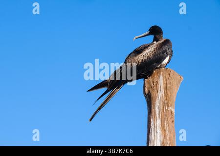 Un magnifico fregata magnificens si trova in cima a un palo di legno illuminato dal sole a Holbox, in Messico. Foto Stock