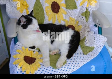 Un gatto adulto bianco e nero che si rilassa sulla sedia e gli rimbalza la lingua Foto Stock