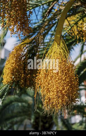 Gruppi di datteri gialli appesi ai rami di palme nel giardino. Foto Stock