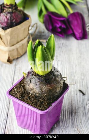 Bulbi di Giacinto e tulipani su sfondo chiaro, preparati per il trapianto in primavera Foto Stock
