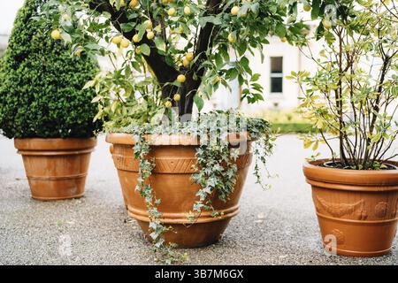 Grandi vasi di fiori marroni all'aperto con limone decorativo e bosso sull'asfalto all'esterno della casa. Foto Stock