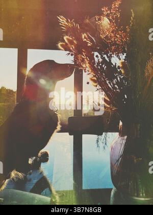 La silhouette di un cane Dachshund stava su un tavolo profumando fiori con la luce solare invernale che entrava dalla finestra Foto Stock