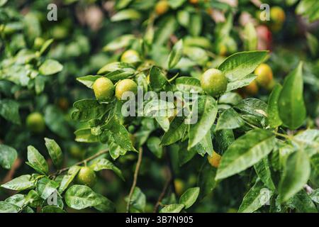 Maturazione sull'albero di un mandarino. Alberi di mandarino montenegrino. Giardino di mandarini. Molta frutta sull'albero. Non ancora maturo Foto Stock