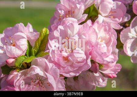 Primo piano fiori rosa di mandorle decorative Bush Prunus Triloba in primavera. Fioritura primaverile, fioritura, fiori bellissimi, foglie verdi giovani, weat soleggiata Foto Stock