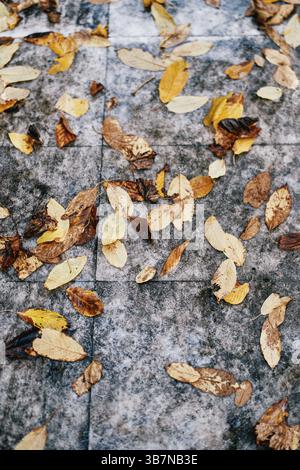Le foglie autunnali cadute si trovano su una piastrella bagnata di colore grigio. Foto Stock