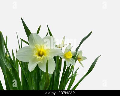 Narcisi o narcisi piante floreali che crescono con fogliame primaverile mostrano fiori gialli e bianchi aperti con steli verdi stretti. Pronto per la carta. Foto Stock