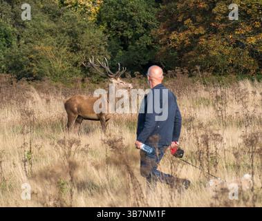 Un passante di cani che passa davanti a un cervo maschio di grandi dimensioni a Richmond Park, Surrey, Regno Unito. Foto Stock