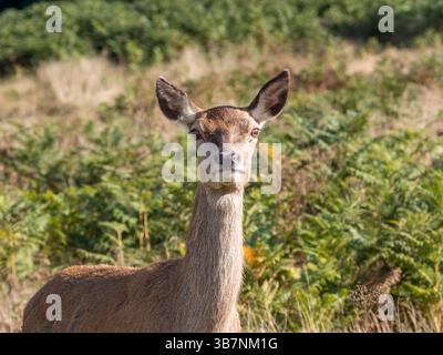 Un grande cervo rosso femmina (Hind) a Richmond Park, Surrey, Regno Unito. Foto Stock