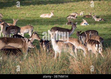 Cervi a riposo femminili (doe) a Richmond Park, Surrey, Regno Unito. Foto Stock