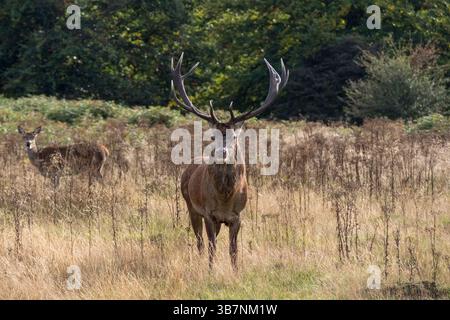 Un intimidatorio cervo rosso al cervo maschio durante la stagione dei rutting con un cervo rosso femmina (Hind) alle spalle, Richmond Park, Surrey, Regno Unito. Foto Stock