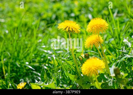 Dente di leone nell'erba. Taraxacum officinale. Primo piano di fiori primaverili gialli. Messa a fuoco selettiva. Foto Stock