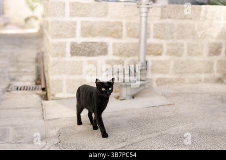 Un gatto nero nel cortile sull'asfalto si trova sullo sfondo di un muro di mattoni e di una pipeline di metallo. Foto Stock