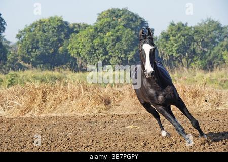 Esecuzione dello stallone nero marwari in libertà. India Foto Stock