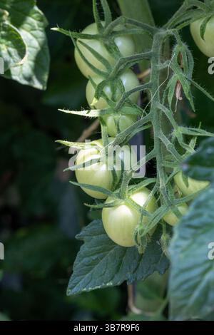 I pomodori verdi che crescono sulla vite, annidati tra foglie verdi lussureggianti, evidenziano le prime fasi di sviluppo all'interno di un giardino vivace, che riflette il Foto Stock