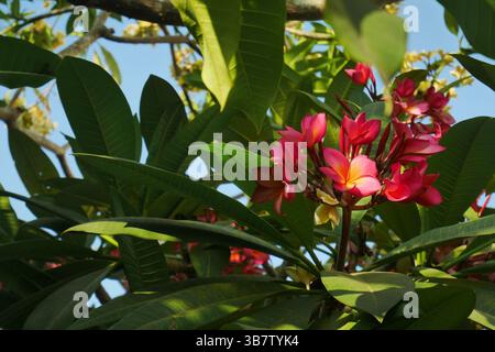 Frangipani rosso o Plumeria Rubra, un bellissimo fiore proveniente da un tipo di pianta tropicale che spesso decora giardini o giardini di casa. Foto Stock