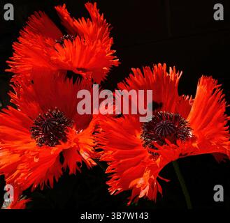 Papaveri orientali rossi brillanti che sbocciano in primavera su uno sfondo scuro. Vista ravvicinata. Foto Stock