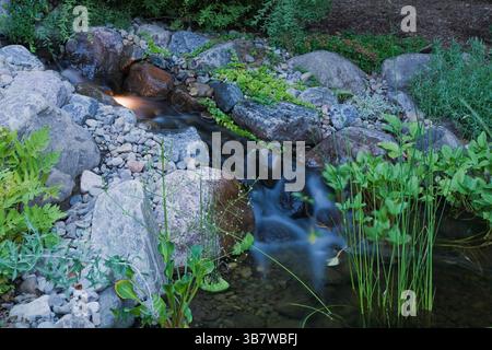 Cascata illuminata che si svuota nel laghetto con Typha minima - coda nana e Menyanthes trifoliata - Bogbean comune nel giardino del cortile. Foto Stock