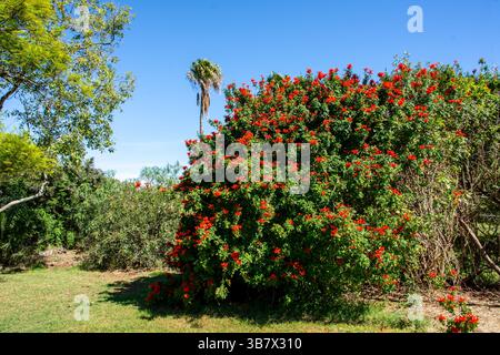 Capo caprifoglio, Tecomaria capensis, cespuglio pieno di fiori in una giornata di sole contro un cielo blu Foto Stock