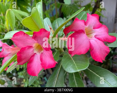 Fiori di frangipani con un layout creativo fatto di foglie verdi e fiori viola. Il layout è piatto. Concetto di natura Foto Stock