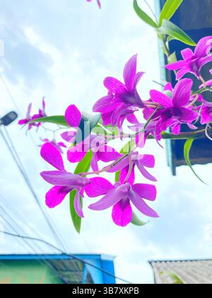 Le orchidee viola sbocciano splendidamente sotto l'ombra del tetto, mostrando la loro naturale eleganza e la delicata consistenza dei loro petali. Foto Stock