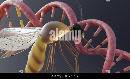 Rendering 3d di anophele e elica del DNA. L'impatto delle informazioni genetiche relative alle malattie che porta o alle modificazioni genetiche. Foto Stock