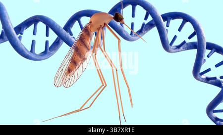 Rendering 3d di anophele e elica del DNA. L'impatto delle informazioni genetiche relative alle malattie che porta o alle modificazioni genetiche. Foto Stock