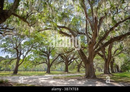 BOONE HALL PLANTATION & GARDEN (1681) È IL MONTE PLEASANT SOUTH CAROLINA USA Foto Stock