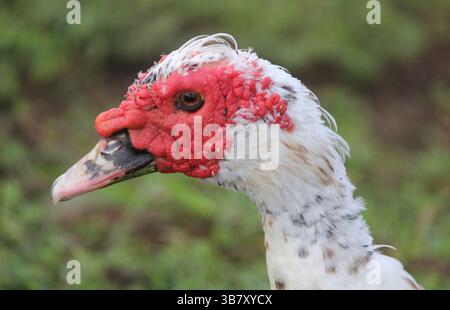 Primo piano di un uccello d'anatra moscovita in piedi sull'erba in un giardino Foto Stock