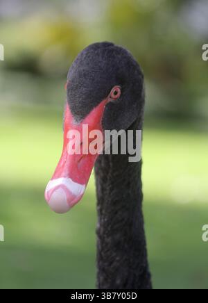 Primo piano ritratto di un uccello cigno nero in un parco Foto Stock