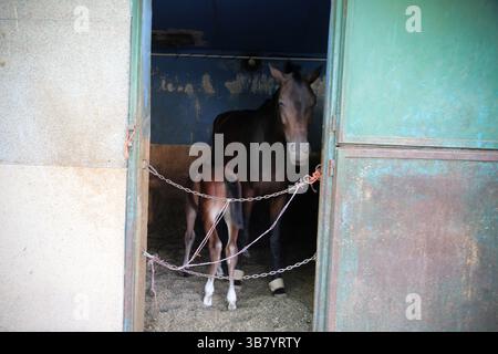 9 maggio 2024, Teheran, Iran: Un cavallo e un puledro si stendono in una stalla di cavalli presso il Ghasre Firuze Shohada Horse Riding Club Complex nella parte orientale di Teheran. Lo Shohada Equestrian Club, situato nella parte orientale di Teheran, opera attivamente da circa 75 anni. Con la sua vasta area di 70 ettari, questo club è uno dei più grandi complessi equestri di Teheran e funge da centro principale per il polo. (Immagine di credito: © Rouzbeh Fouladi/ZUMA Press Wire) Foto Stock