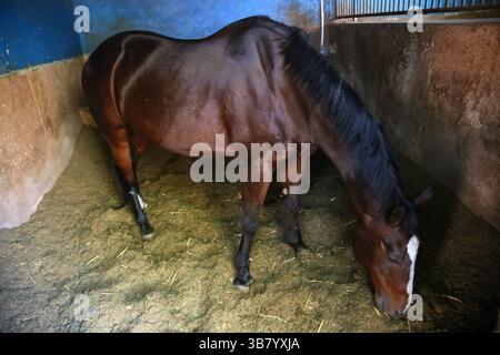 9 maggio 2024, Teheran, Iran: Un cavallo si trova in una stalla presso il Ghasre Firuze Shohada Horse Riding Club Complex nella parte orientale di Teheran. Lo Shohada Equestrian Club, situato nella parte orientale di Teheran, opera attivamente da circa 75 anni. Con la sua vasta area di 70 ettari, questo club è uno dei più grandi complessi equestri di Teheran e funge da centro principale per il polo. (Immagine di credito: © Rouzbeh Fouladi/ZUMA Press Wire) Foto Stock