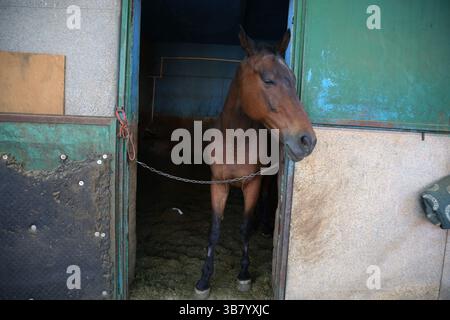 9 maggio 2024, Teheran, Iran: Un cavallo si trova in una stalla presso il Ghasre Firuze Shohada Horse Riding Club Complex nella parte orientale di Teheran. Lo Shohada Equestrian Club, situato nella parte orientale di Teheran, opera attivamente da circa 75 anni. Con la sua vasta area di 70 ettari, questo club è uno dei più grandi complessi equestri di Teheran e funge da centro principale per il polo. (Immagine di credito: © Rouzbeh Fouladi/ZUMA Press Wire) Foto Stock