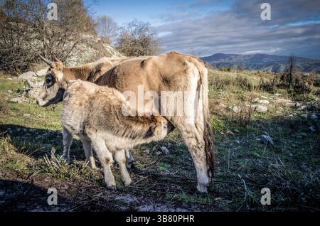 Piccolo vitello che mangia da sua madre, sulle montagne dell'Epiro, in Grecia Foto Stock